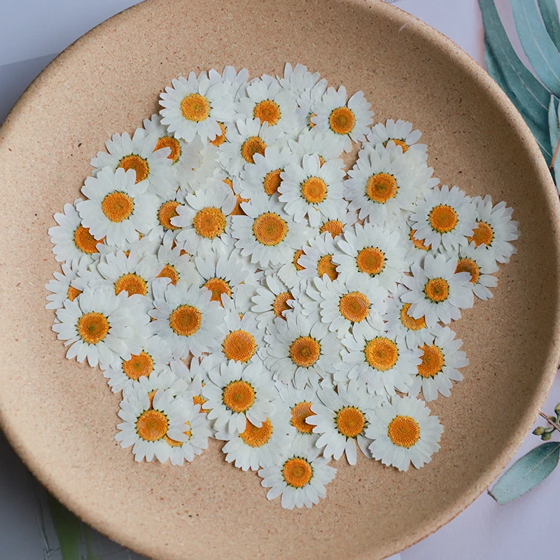 Dried Flower Bookmark - 60X ضغط المجففة الطبيعية الأبيض أقحوان