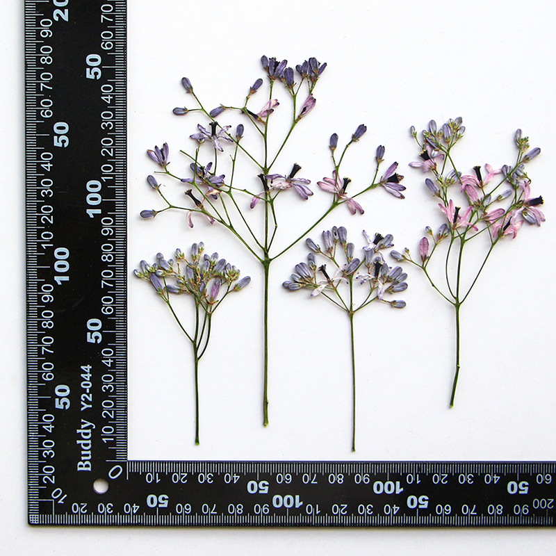 Dried Flower Bookmark - 120 قطعة من زهور الميليا أزدراخ