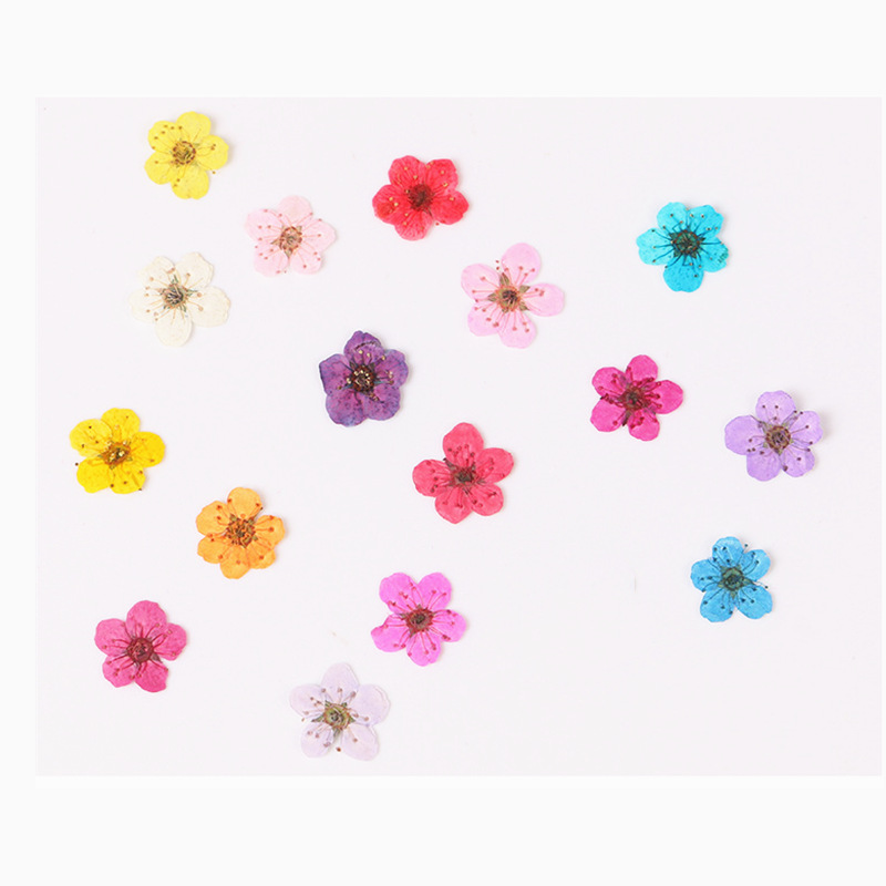 Dried Flower Bookmark - 60 قطعة صغيرة ضغط المجففة نارسيسوس
