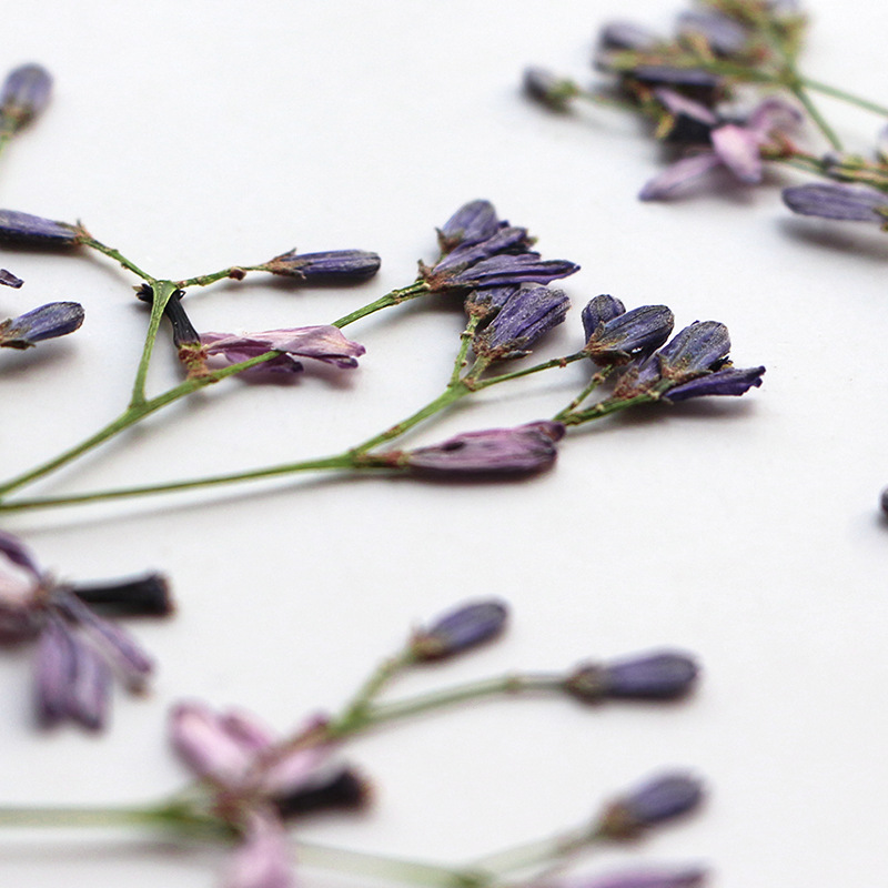 Dried Flower Bookmark - 60 قطعة من أغصان زهور شجرة