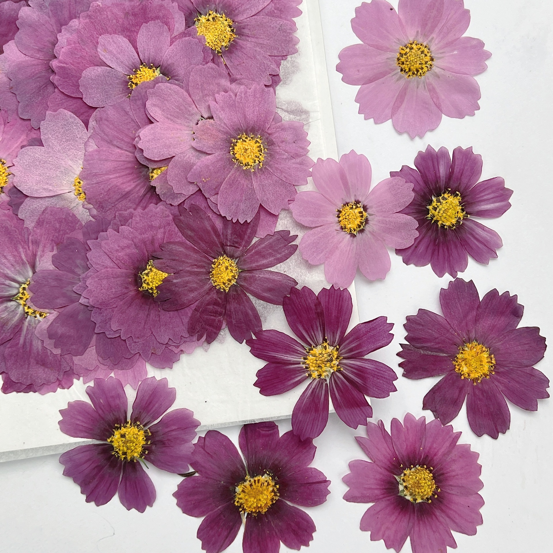 Dried Flower Bookmark - 100 قطعة من زهور الكوزموس المجففة