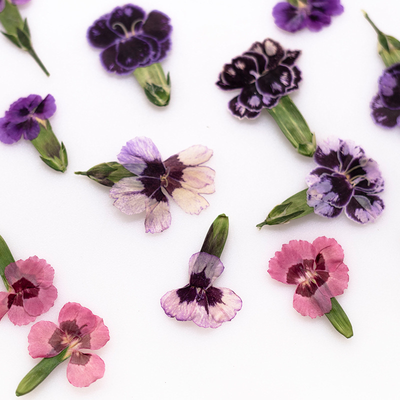 Dried Flower Bookmark - 24 قطعة، زهور ديانثوس مجففة مضغوطة،