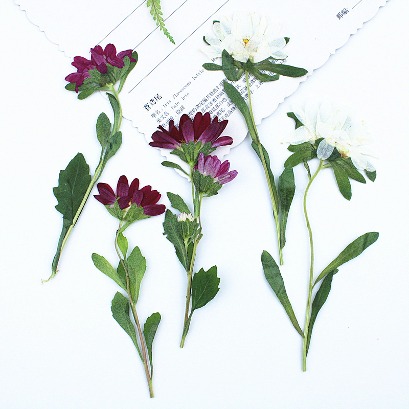Dried Flower Bookmark - 24 قطعة، زهور أقحوان صغيرة مجففة