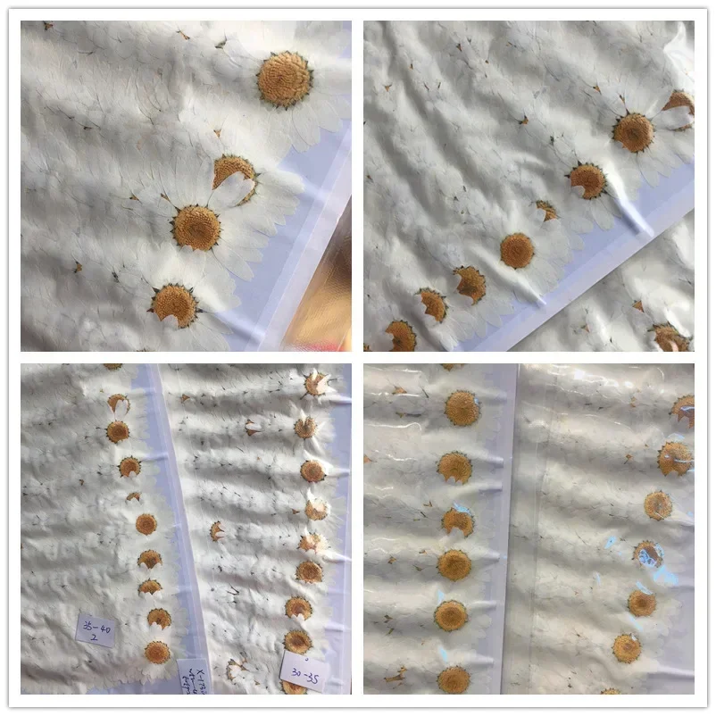 60X ضغط المجففة الطبيعية الأبي - مراجعة Dried Flower Bookmark وسعره