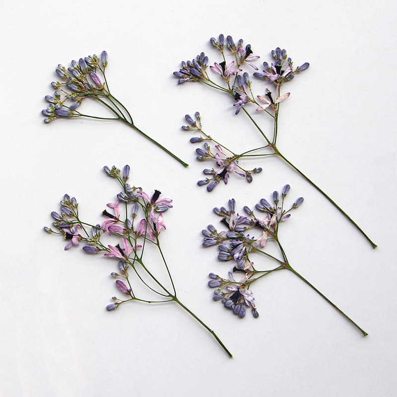 120 قطعة من زهور الميليا أزدرا - مراجعة Dried Flower Bookmark وسعره