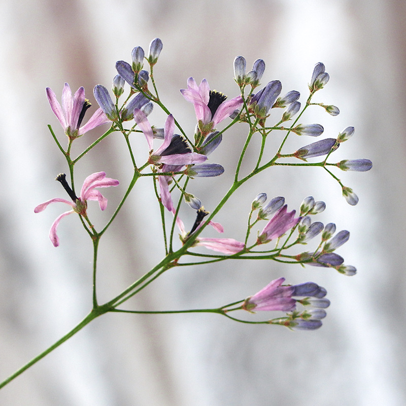 120 قطعة من زهور الميليا أزدرا - مراجعة Dried Flower Bookmark وسعره