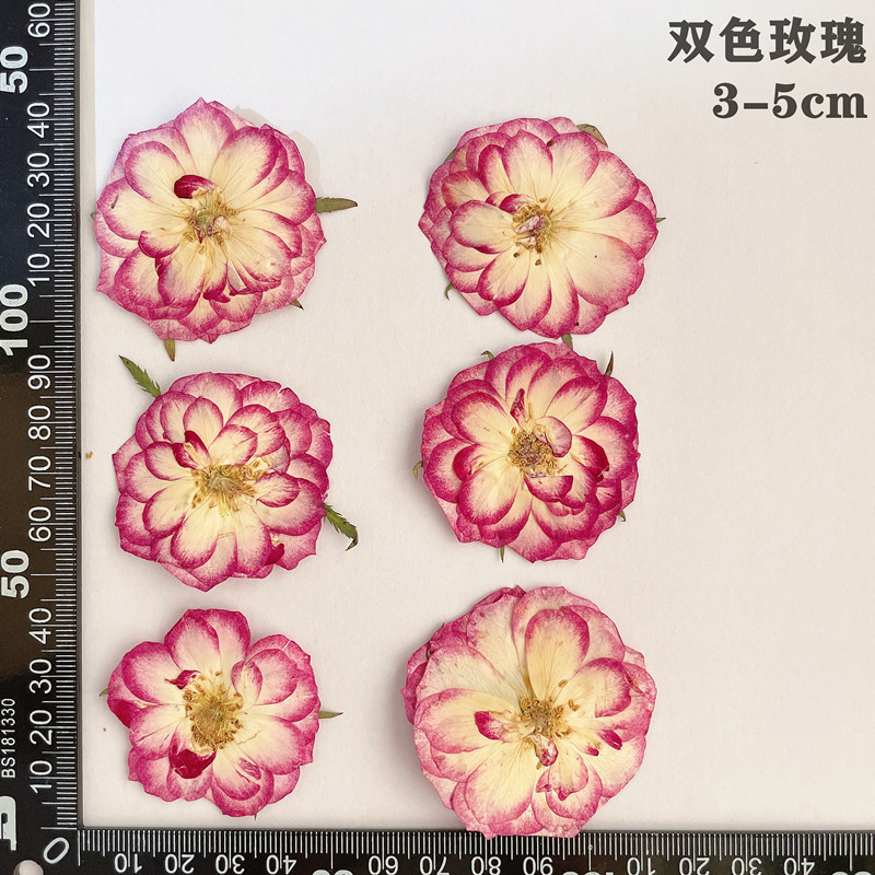 60 قطعة ضغط المجففة الأحمر الأ - مراجعة Dried Flower Bookmark وسعره