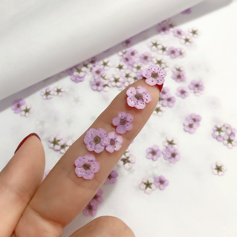 60 قطعة صغيرة ضغط المجففة نارس - مراجعة Dried Flower Bookmark وسعره