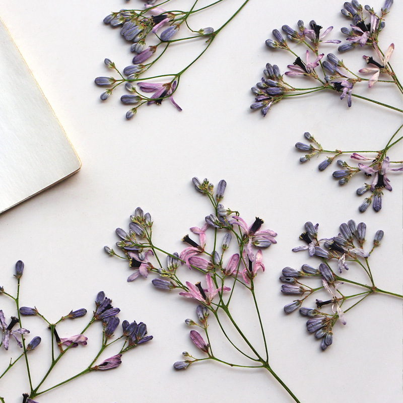 60 قطعة من أغصان زهور شجرة الن - مراجعة Dried Flower Bookmark وسعره