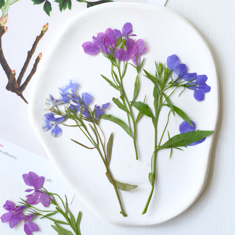 6 قطع/8-13 سم، زهور اللوبيليا  - مراجعة Dried Flower Bookmark وسعره