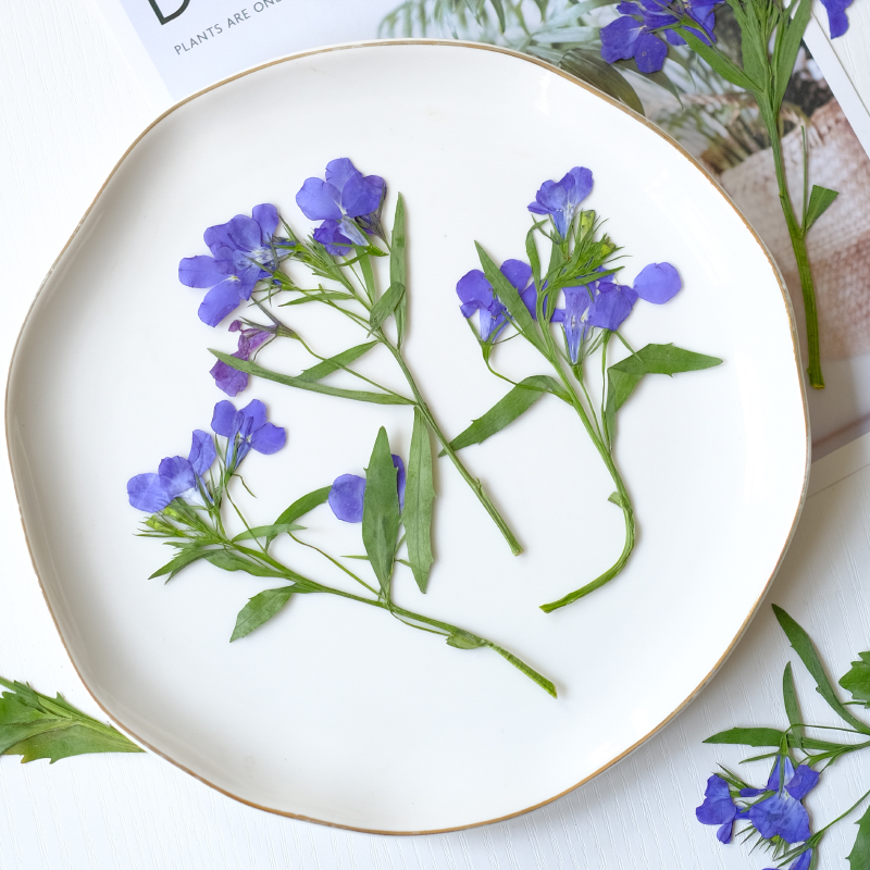 6 قطع/8-13 سم، زهور اللوبيليا  - مراجعة Dried Flower Bookmark وسعره