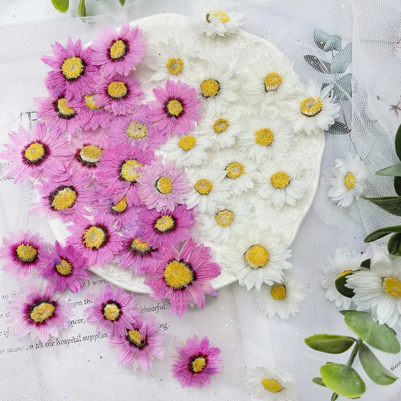 24 قطعة/2-4 سنتيمتر ، الطبيعية - مراجعة Dried Flower Bookmark وسعره
