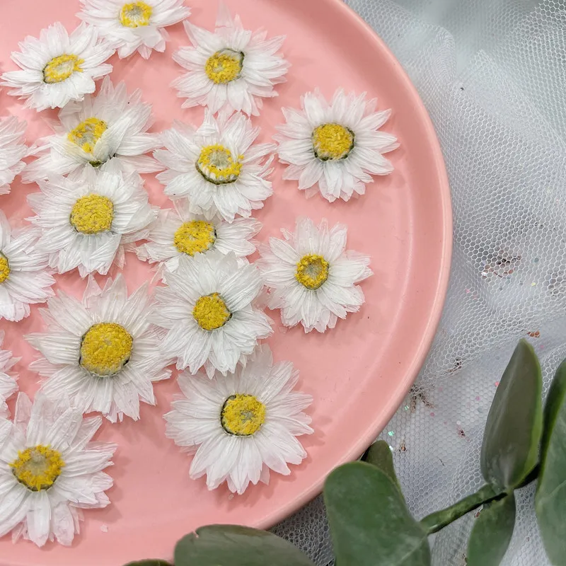 24 قطعة/2-4 سنتيمتر ، الطبيعية - مراجعة Dried Flower Bookmark وسعره
