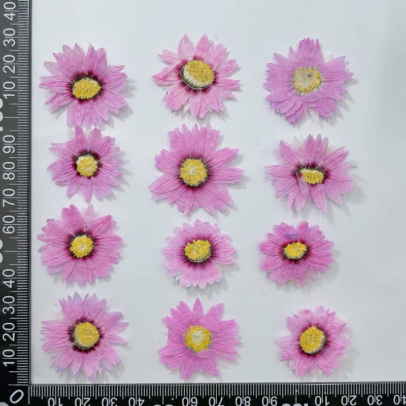 24 قطعة/2-4 سنتيمتر ، الطبيعية - مراجعة Dried Flower Bookmark وسعره