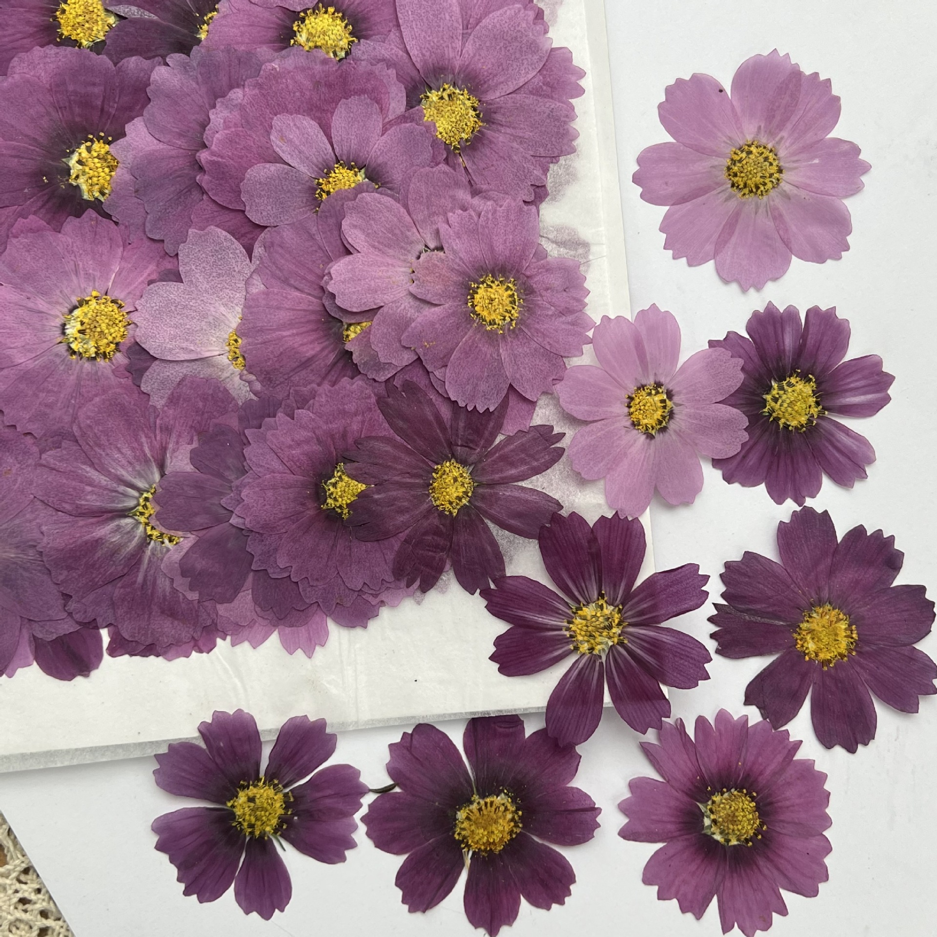 100 قطعة من زهور الكوزموس المج - مراجعة Dried Flower Bookmark وسعره