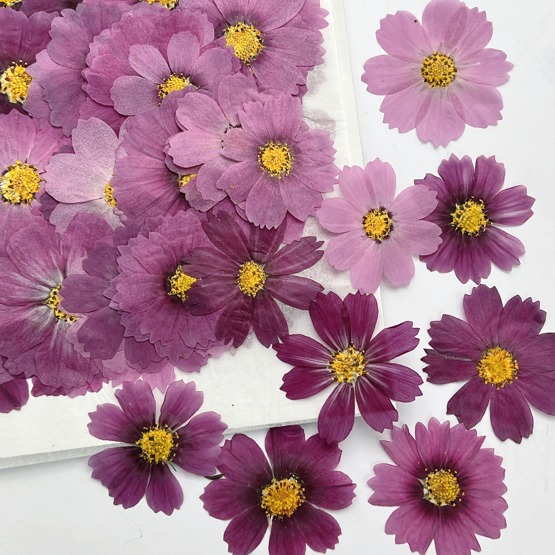 100 قطعة من زهور الكوزموس المج - مراجعة Dried Flower Bookmark وسعره