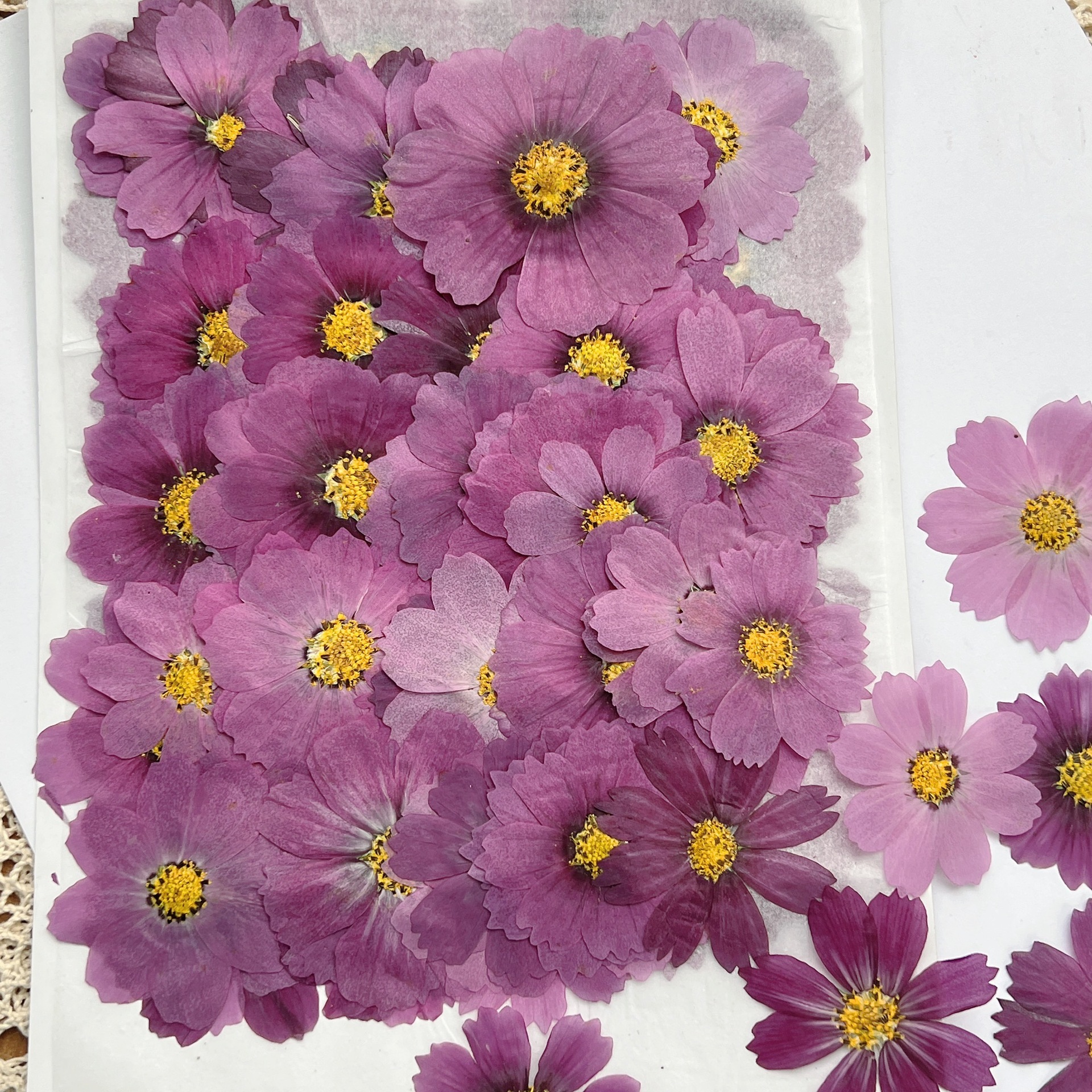 100 قطعة من زهور الكوزموس المج - مراجعة Dried Flower Bookmark وسعره