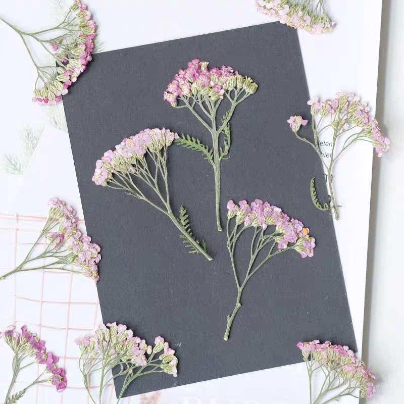 60 قطعة يارو مجفف مضغوط Achill - مراجعة Dried Flower Bookmark وسعره