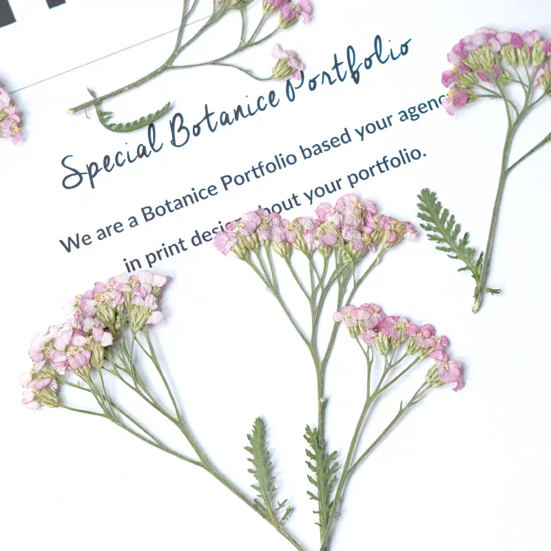 60 قطعة يارو مجفف مضغوط Achill - مراجعة Dried Flower Bookmark وسعره