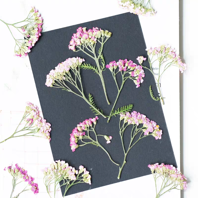 60 قطعة يارو مجفف مضغوط Achill - مراجعة Dried Flower Bookmark وسعره