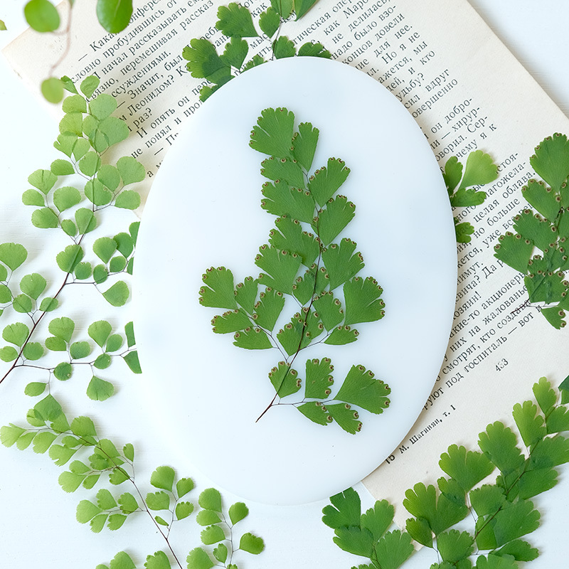 60 قطعة من أوراق النباتات الطب - مراجعة Dried Flower Bookmark وسعره
