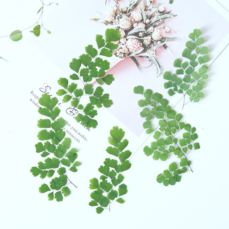 60 قطعة من أوراق النباتات الطب - مراجعة Dried Flower Bookmark وسعره