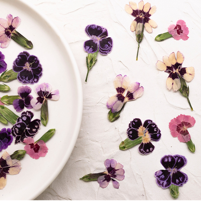 24 قطعة، زهور ديانثوس مجففة مض - مراجعة Dried Flower Bookmark وسعره