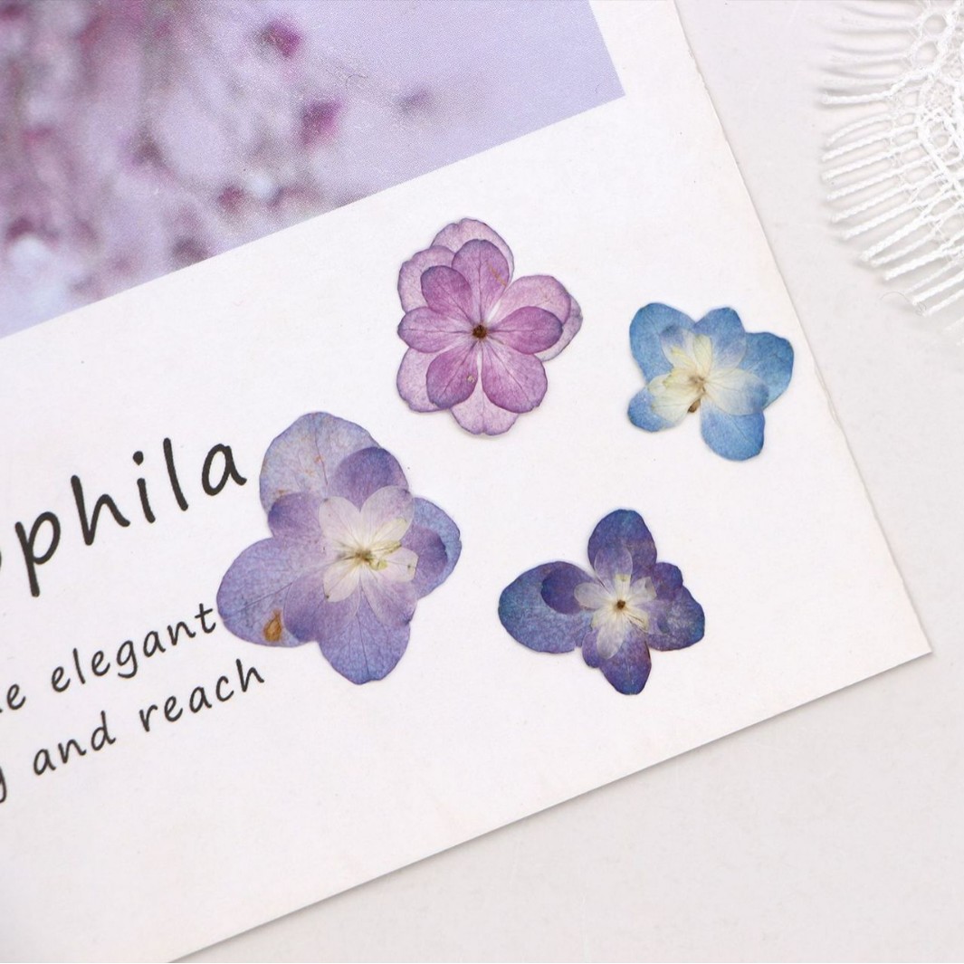 60 قطعة من زهور الهيدرانجيا ال - مراجعة Dried Flower Bookmark وسعره