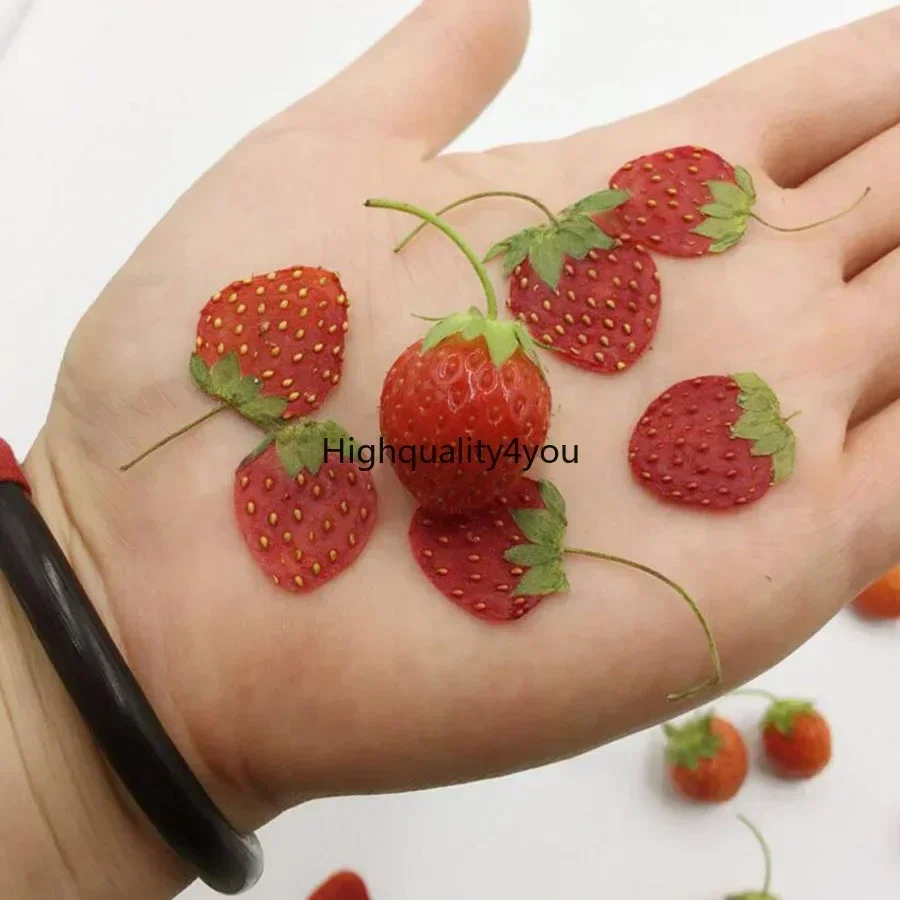 10 قطعة المجففة ضغط الفاكهة ال - مراجعة Dried Flower Bookmark وسعره