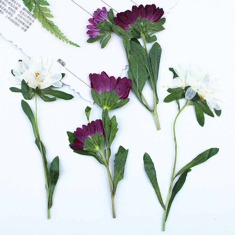 24 قطعة، زهور أقحوان صغيرة مجف - مراجعة Dried Flower Bookmark وسعره