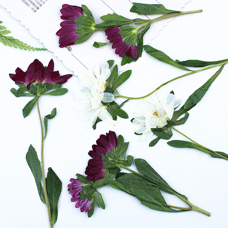 24 قطعة، زهور أقحوان صغيرة مجف - مراجعة Dried Flower Bookmark وسعره