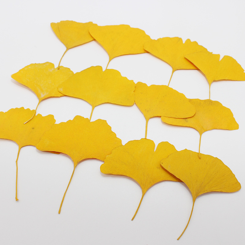 60 قطعة من أوراق الجنكو بيلوبا - مراجعة Dried Flower Bookmark وسعره
