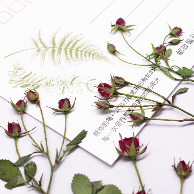 12 قطعة، أغصان ورود مجففة متعد - مراجعة Dried Flower Bookmark وسعره