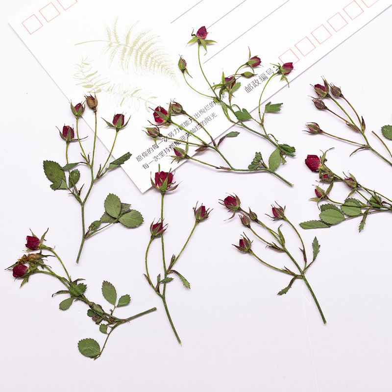 12 قطعة، أغصان ورود مجففة متعد - مراجعة Dried Flower Bookmark وسعره